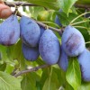 Pflaume (Prunus domestica) JOFELA®