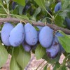 Pflaume (Prunus domestica) JOFELA®