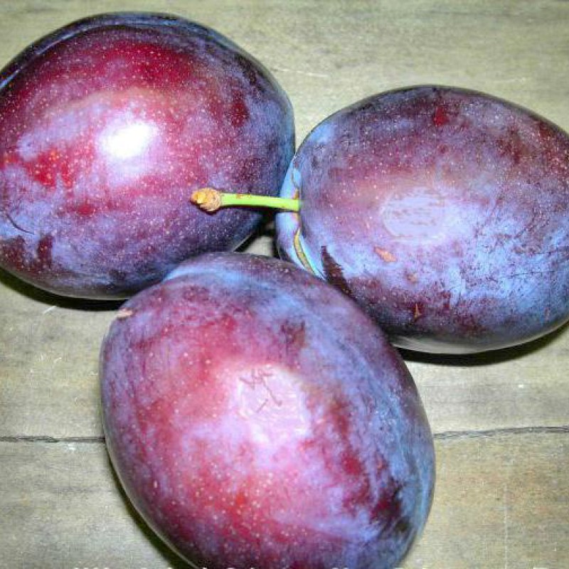 Slivka (Prunus domestica) KABARDINSKAJA RANNAJA