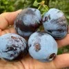 Slivka (Prunus domestica) ODA