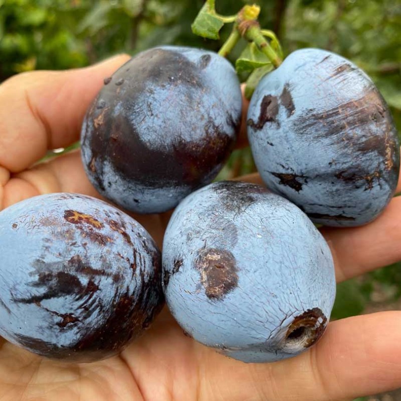 Slivka (Prunus domestica) ODA