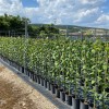 Sibírska slivka (Prunus x hybrid) KOMETA POZDNAJA