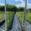 Sibirische säulenförmige Pflaume (Prunus x hybrid) JEREMINA