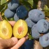 Säulenpflaume (Prunus domestica) PRUNTOP®