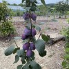 Sibírska slivka stĺpová (Prunus x hybrid) JEREMINA