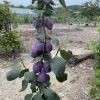 Sibirische säulenförmige Pflaume (Prunus x hybrid) JEREMINA