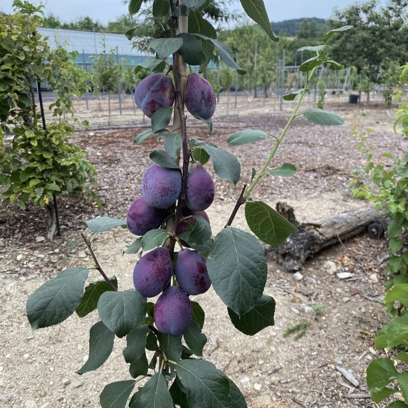 Sibirische säulenförmige Pflaume (Prunus x hybrid) JEREMINA