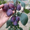 Sibírska slivka stĺpová (Prunus x hybrid) JEREMINA