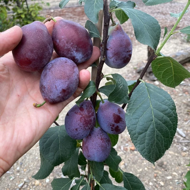 Sibirische säulenförmige Pflaume (Prunus x hybrid) JEREMINA