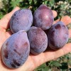 Sibírska slivka stĺpová (Prunus x hybrid) JEREMINA