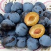 Slivka stĺpová (Prunus domestica) TOP®
