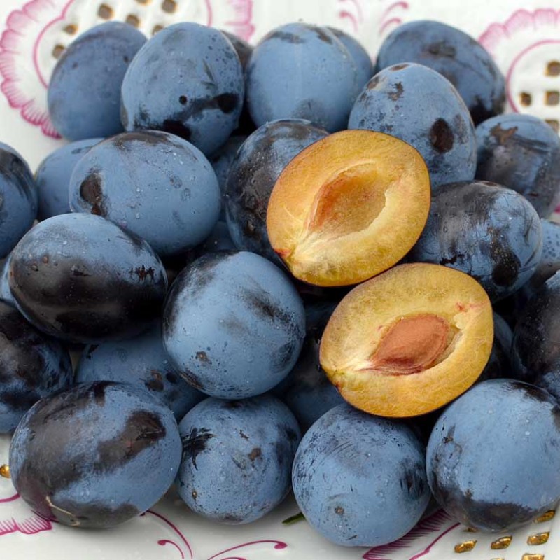 Slivka stĺpová (Prunus domestica) TOP®