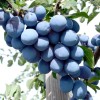 Slivka stĺpová (Prunus domestica) TOP®