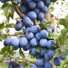 Slivka stĺpová (Prunus domestica) TOP®