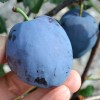 Slivka (Prunus domestica) TOPEND PLUS®