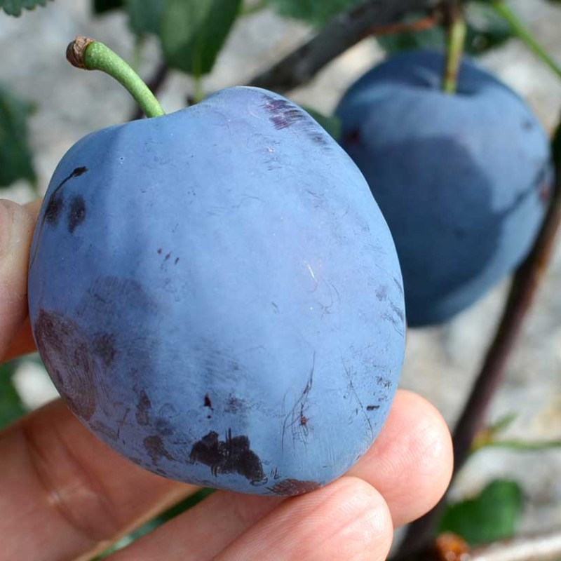 Slivka (Prunus domestica) TOPEND PLUS®