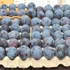 Slivka (Prunus domestica) TOPHIT PLUS®