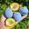 Slivka (Prunus domestica) TOPHIT PLUS®