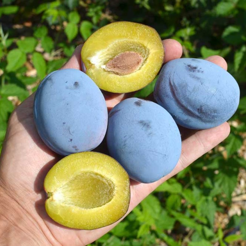 Slivka (Prunus domestica) TOPHIT PLUS®