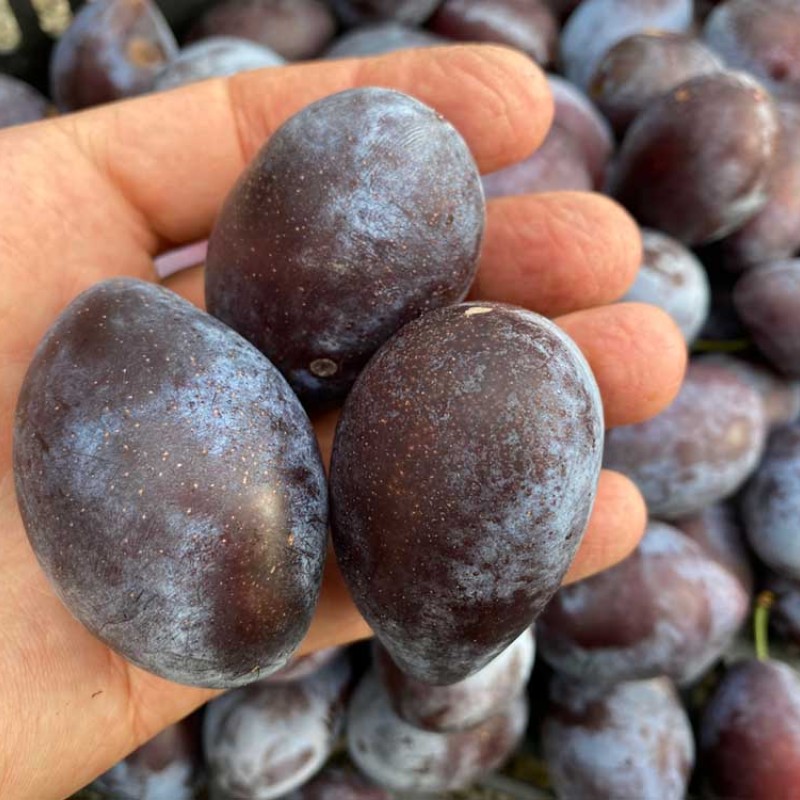 Columnar Plum (Prunus domestica) VENGERKA KORNEYEVSKAYA