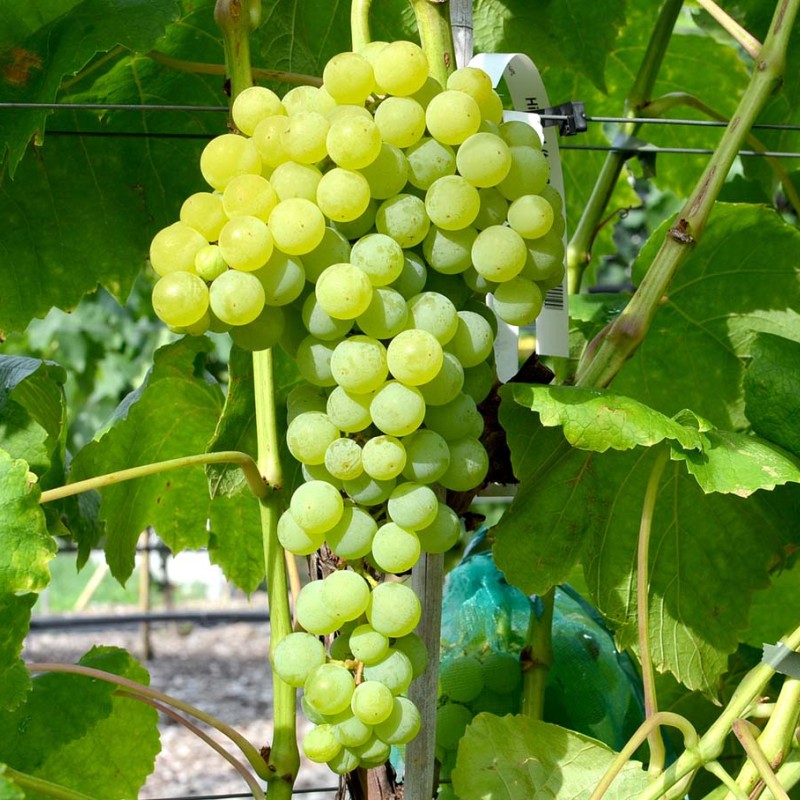 HIMROD TETRAPLOID bezsemenný stolový vinič