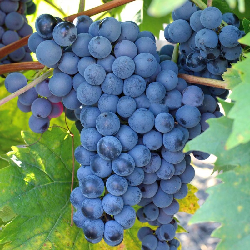 JUPITER bezsemenný stolový vinič
