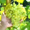 KIŠMIŠ OSENNIJ KRUPNOPLODNYJ bezsemenný stolový vinič