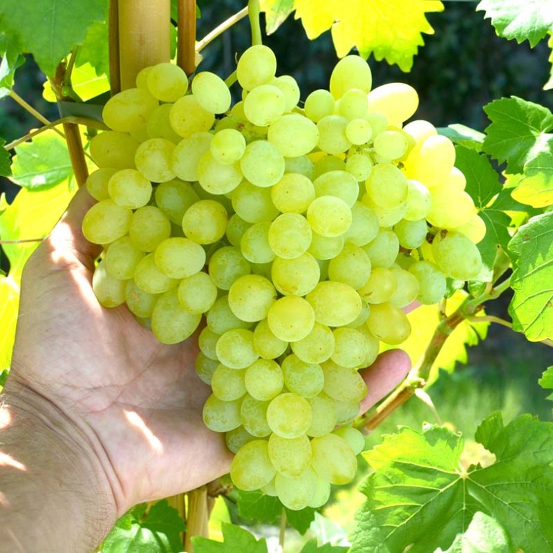 KIŠMIŠ OSENNIJ KRUPNOPLODNYJ bezsemenný stolový vinič