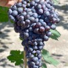 PAMYATI DOMBOVSKOY Seedless Table Grape Vine