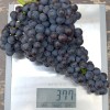 PAMYATI DOMBOVSKOY Seedless Table Grape Vine
