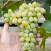 SPARTAN SEEDLESS bezsemenný stolový vinič