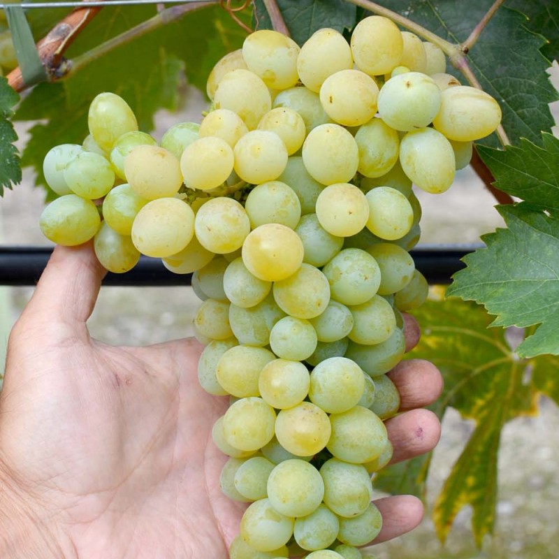 SPARTAN SEEDLESS bezsemenný stolový vinič