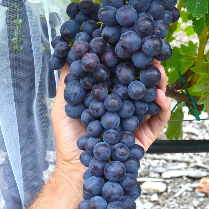 USPECH bezsemenný stolový vinič