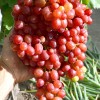 VELES Seedless Table Grape Vine