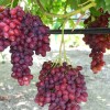VELES Seedless Table Grape Vine