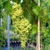 DOLGOZHDANY Table Grape Vine