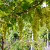 DOLGOZHDANY Table Grape Vine