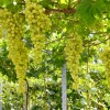 DOLGOZHDANY Table Grape Vine