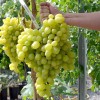 DOLGOZHDANY Table Grape Vine