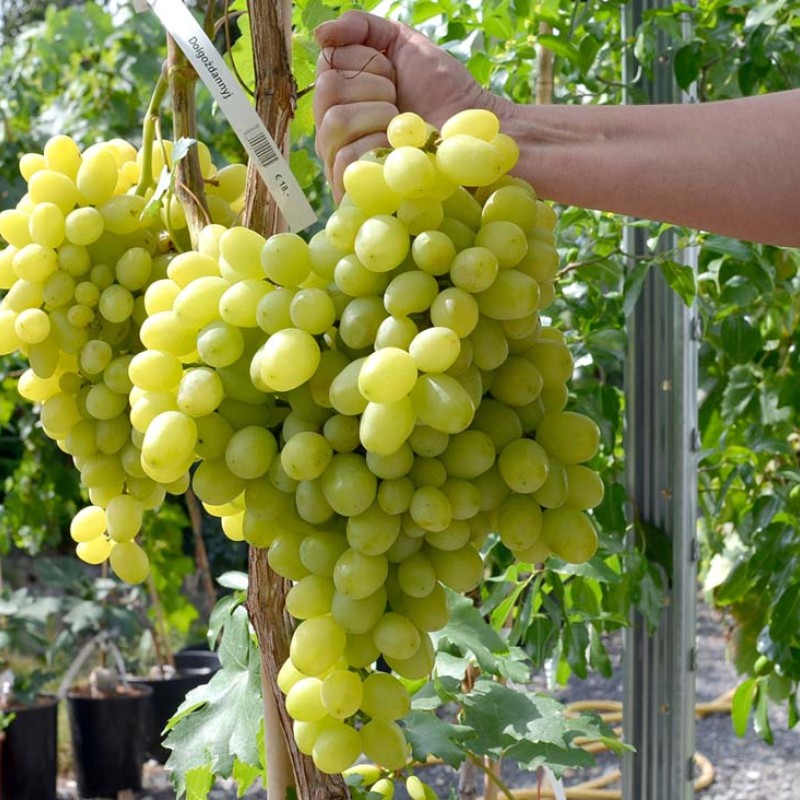 DOLGOZHDANY Table Grape Vine