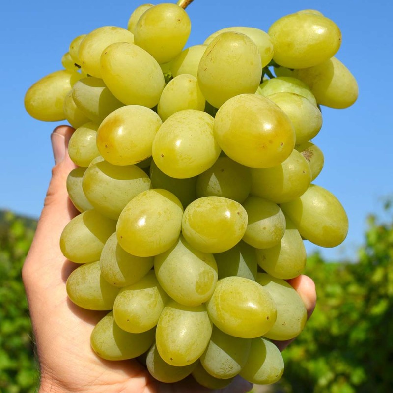 MARUSYA Table Grape Vine