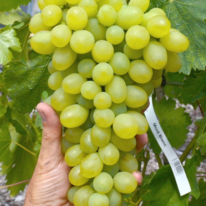 MONBLAN Table Grape Vine