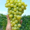 MONBLAN Table Grape Vine