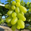 SICILIA rezistentný stolový vinič