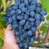ATOS Table Grape Vine