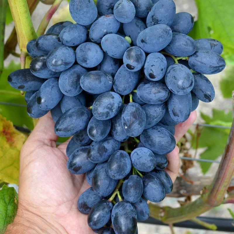 ATOS Table Grape Vine