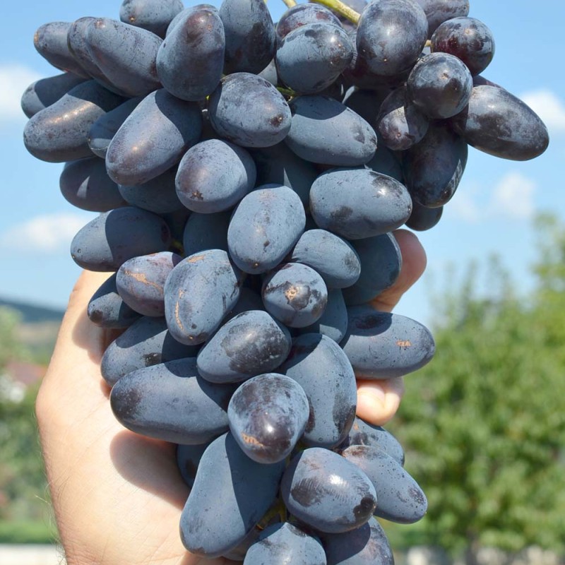 BAJKONUR rezistentný stolový vinič