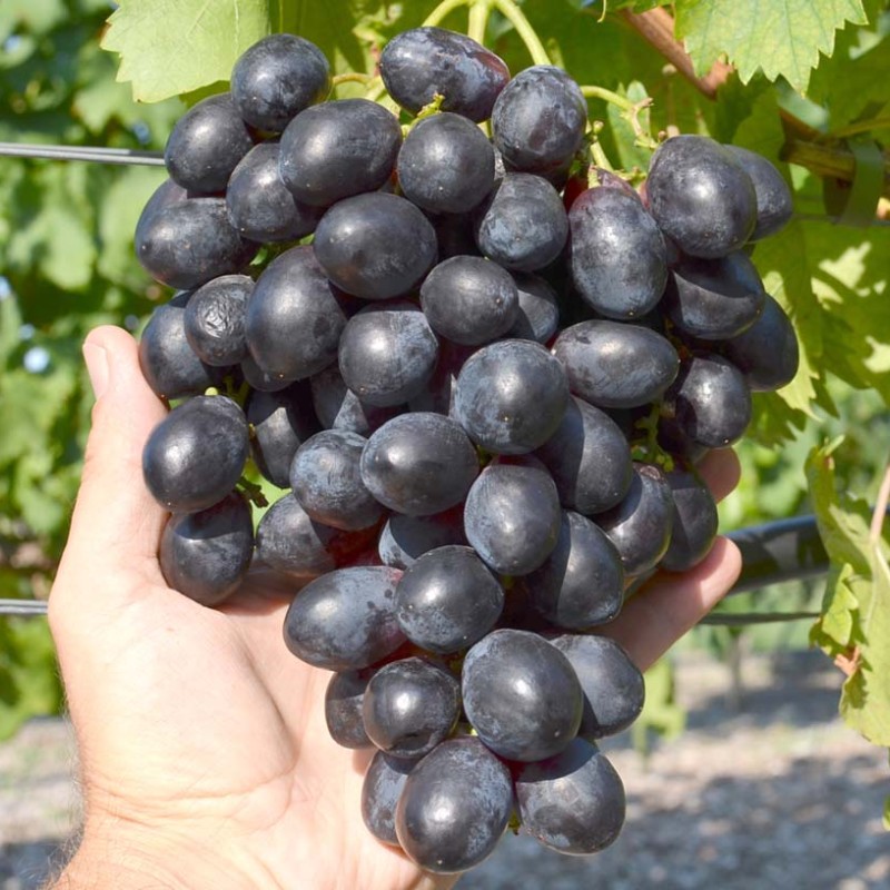 ČERNYJ CHRUSTAĽ rezistentný stolový vinič