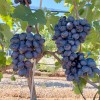 MATADOR Table Grape Vine