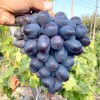 MATADOR Table Grape Vine